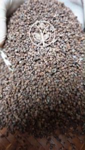 Mrico atau Merica Bolong Bersih dan Organik