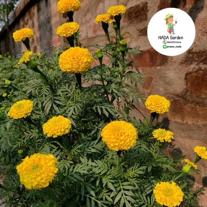 เมล็ดพันธุ์ดาวเรืองสีเหลือง 300เมล็ด อัตรางอกสูง