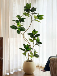 Realistic Bengal Ficus Large Decorative Plant
