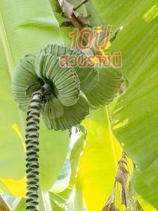 หน่อกล้วยเทพนม พันธุ์กล้วยมงคล หน่อแข็งแรงดี สวนราชินีรับประกันของแท้ (1หน่อ)