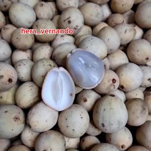 Bibit Buah Duku Manis Hasil Okulasi Tanpa Biji