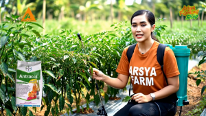 Fungisida Kontak Antracol 70 WP 500 gr Pengendali Penyakit Tanaman