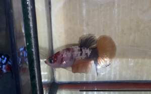 Nemo cooper gold (baby size)f3