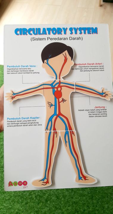 Peraga Sistem Peredaran Darah Pot - Papan data malang