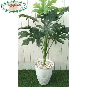 Pohon Hias Daun Papaya Leaf Latex X12 Semi Latex Pot Tawon Tirus Dekorasi Rumah Aesthetic