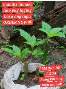 Madre de agua 2+1 live plant seeded may dahon at ugat na kaya sigurado buhay pang kain ng manok