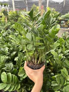 กวักมรกตใบกลม ลักกี้" เป็นชื่อเรียกของกวักมรกตสายพันธุ์พิเศษที่ใบมีลักษณะกลมมนและเรียงชิดกัน ซึ่งเป็นไม้หายาก นิยมปลูกเพื่อความสวยงามและเชื่อว่าเป็นไม้มงคลช่วยเสริมโชคลาภ การดูแลสามารถทำได้ง่าย โดยเลี้ยงในแสงรำไร และรดน้ำเมื่อวัสดุปลูกเริ่มแห้ง  ลักษณะ ลั