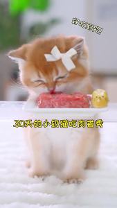 2025 Thức ăn thịt sống cho mèo Catton Manor 7 Túi   Tăng cân nâng má người lớn Trung Quốc đại lục khác