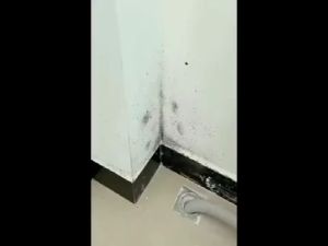 Mold Remover Spray 650g: Your Ultimate Guide to Eliminating Mold & Mildew