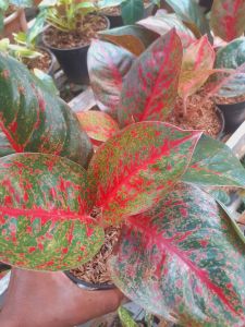 Tanaman Hias Aglonema Red Stardust Cantik