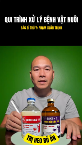 BỎ ĂN KHÔNG RÕ NGUYÊN NHÂN HEO THỊT QUINOGOLD LA + PHỤC HỒI SIÊU TỐC