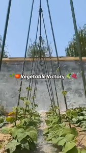 MonetGarden- Plant climbing vine net plant climbing vine support rose climbing pergola flower stand clematis supp