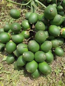 Buah pinang muda & tua fresh segar 1kg