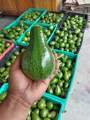 Buah Alpukat - Alpukat Mentega - Alpukat Mentega Jumbo. 