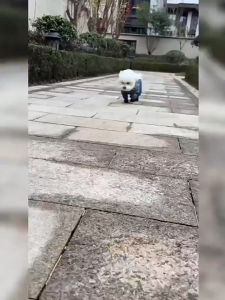 กางเกงกันฝุ่นสุนัข แบบกันน้ำ ป้องกันสิ่งสกปรก ระบายอากาศดี ปรับขนาดได้ ไม่ลื่น ทำความสะอาดง่าย เหมาะสำหรับเท็ดดี้และบิชอง