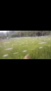 Tali pertanian / Tali perak pengusir burung sawah panjang 800 meter