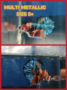 (Same as photo) Multi Metallic Betta Fish S+ Size Ikan Laga Show Gred