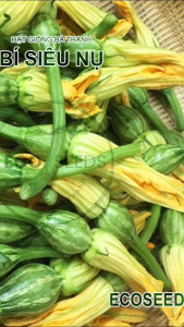 [EcoSeeds] Combo 2 Gói Hạt Giống Bí Siêu Nụ Thuận Phát - Siêu Nụ Chịu Nhiệt - Gói 10g
