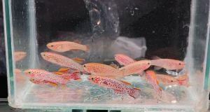 fundulopanchax gardneri killifish