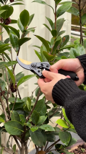 SK5 Steel Pruning Shears with Golden Curved Blade Comfortable Sponge Grip - Heavy Duty Plant Trimmer for Gardening