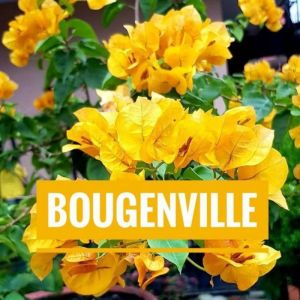 TERBARU!!TANAMAN HIAS BUGENVIL YELLOW//BOUGENVILLE KUNING