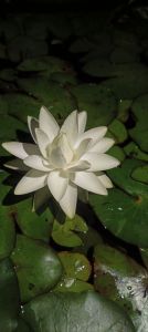 ต้นพะนธุ์บัวสายพันธุ์เพอลิเฟอร์ร่า