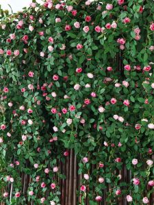 Đồ Trang Trí Hoa Giả Rosebud Wall Decor Treo Tường Phong Cách Hiện Đại Trung Quốc Đại Lục Bàn Hoa Treo Tường Hoa Giả