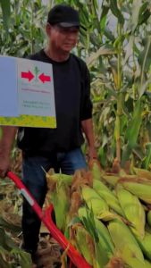 Benih Bibit Biji Jagung Manis SECADA F1 200 butir Cap Panah Merah Jagung Pipil Thailand