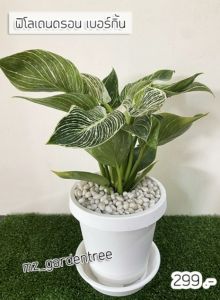 ต้นไม้จริง 🌿🌿 ไม้มงคล ฟิโลเดนดรอน เบอร์กิ้น พร้อมกระถางเบลล่า ต้นไม้คัดฟอร์มสวยทุกต้น