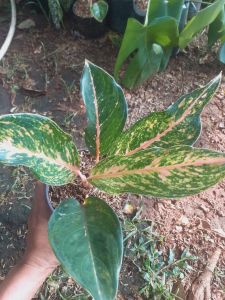 Tanaman hias aglonema gatot kaca
