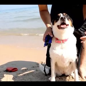 เสื้อชูชีพสัตว์เลี้ยง ชูชีพน้องหมา เสื้อชูชีพแมว มีหลากหลายไซส์ เสื้อชูชีพหมาใหญ่ ชูชีพสัตว์เลี้ยง ใส่เล่นน้ำ