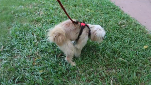 Pet Poop Bags For Walking Dogs Plastic Pick Up Bag Dogs Portable Tissue Disposable Trash Bags