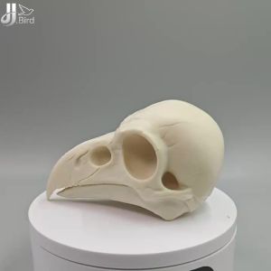 Giant Bird Skull Outdoor Decor Collectible Figurines Home Room Shelf Decor Accents Desk Ornaments Prehistoric Avian Replica