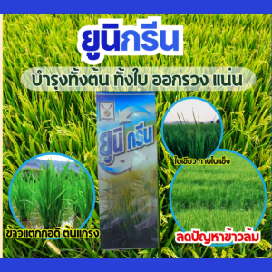 ปุ๋ยน้ำ ยูนิกรีน ฮอรโมนพืช เร่งโตไว ใบเขียวสด แตกกอดี แตกกอดี ข้าวไม่ล้ม เห็นผลเร็ว เร่งการออกรวง
