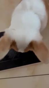 Pet Dog Nail Scraper Sandpaper Nail Trimming Pad Wooden Pull-Out Scraping Toy with Built-In Snack Box Claw Grinding Tool