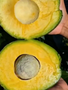 Bibit alpukat kendil super unggul BERLIAN BIBIT UNGGUL