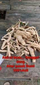 Akar Pasak bumi asli 100% / 50gram