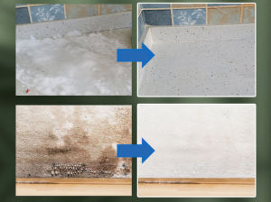 แบรนด์อเมริกัน DDOXOO | คำประกันการฟื้นฟูเชื้อรา 650ml | รูปแบบสเปรย์กำจัดรา ฆ่าเชื้อรา