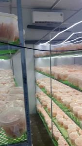 (1Kg Đông Trùng  + Tặng 1L Mật Ong Rừng Nguyên Chất) - Đông Trùng Hạ Thảo Sấy Thăng Hoa Nên Dữ Được Chất Dinh Dưỡng Ngâm Với Mật Ong Rất Hiệu Quả Hảo Sảng Cho Sức Khoẻ