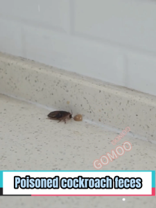 【Buy 2 free 1】 Japan Cockroach Gel Bait Non-toxic Repellent Cockcroach Poison killer Cockroach Traps