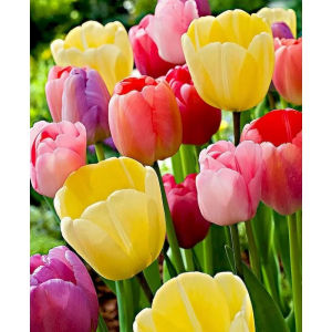 Oil Painting By Numbers Colorful Tulip Flower Number Drawing Canvas DIY Pictures By Numbers Home Decor