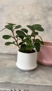 European Modern Minimalist Creative Ceramic Pot Personalized Design Hotsale Desktop Decoration Indoor Ceramic Flower Pot