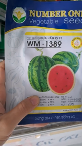 (Gói 20gr) Hạt Giống Dưa Hấu Lai F1 WM-1389 NUMBER ONE