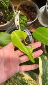 [Monstera] Burle Marx Flame / Dilacerata Brazil 巴西火焰龟背竹