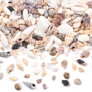 1 Box/Bag Sea Shells 466pcs Spiral Shell Beads Undrilled Tiny Sea Shell Ocean Spiral Seashells Miniature Shells