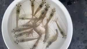 THẢO DƯỢC DƯỠNG GAN TÔM CÁ ZIGBIR ( Chai 500ml)