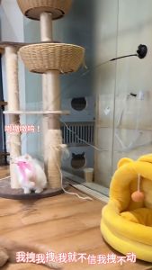 Cat Teaser Cat Toys Feather Stick Feather Toy Long Rod Powerful Suction Cup Natural Feather Teaser with Bell