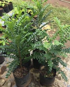 DMT294 Sinukuan tree sinukuan plant for outdoor and landscape