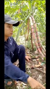 1 khúc mía tím thạnh diệu làm giống giống mía ngon thơm mềm