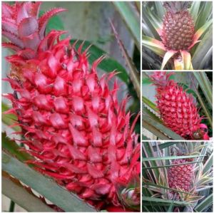 nanas muda segarbuah nanas merahbibit nanas